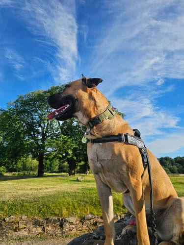 Photo de Antoine V. avec son chien