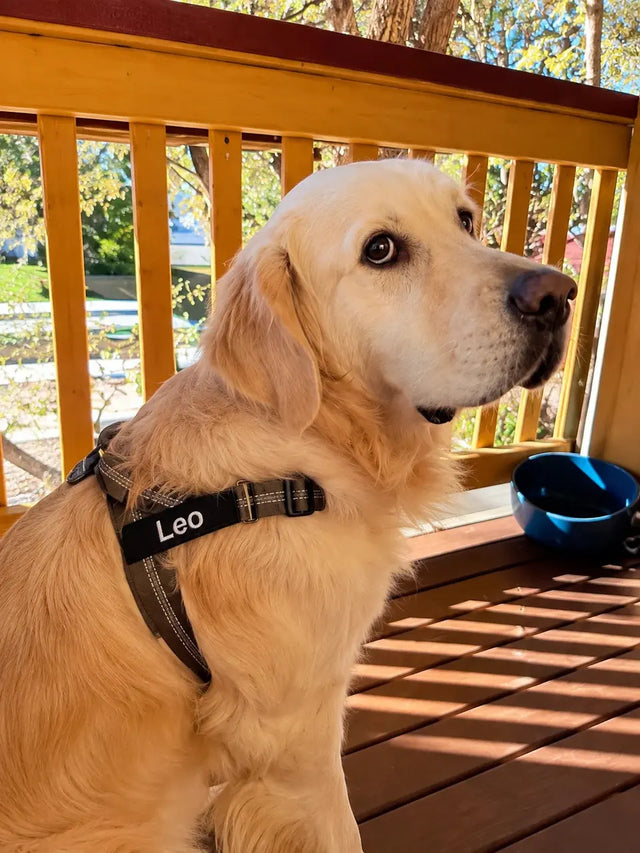 Photo de Laura G. avec son chien