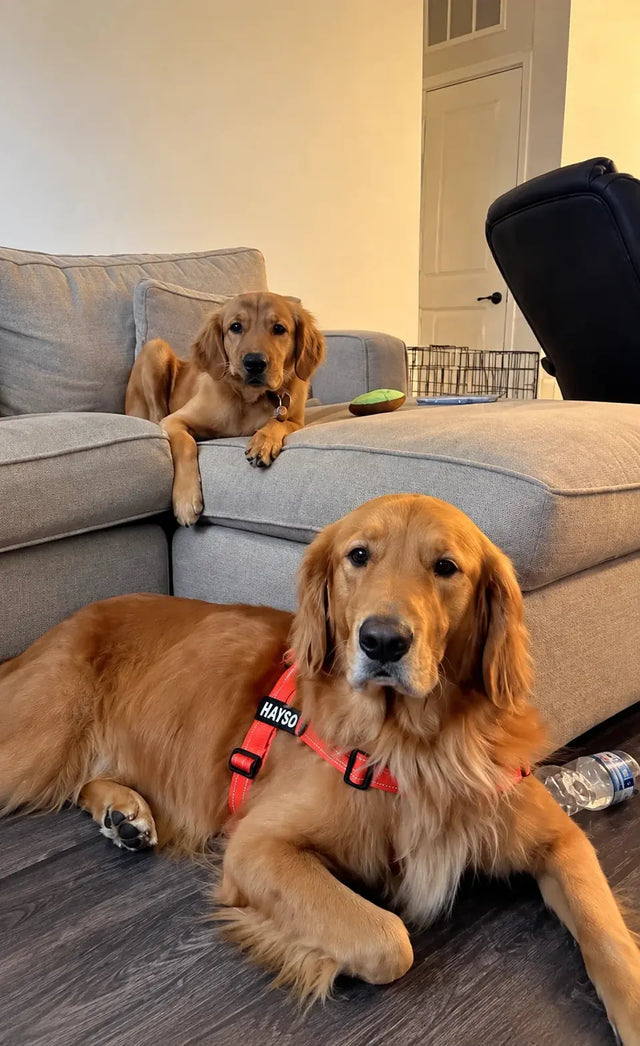 Photo de Nicolas P. avec son chien
