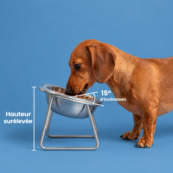 Gamelle orthopédique surélevée pour petits chiens