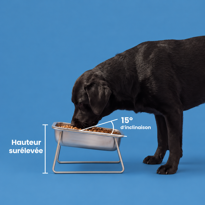 Gamelle orthopédique surélevée pour chiens moyens et grands